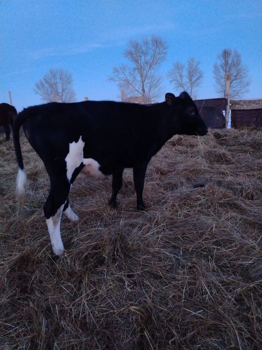 Продам телку молочную