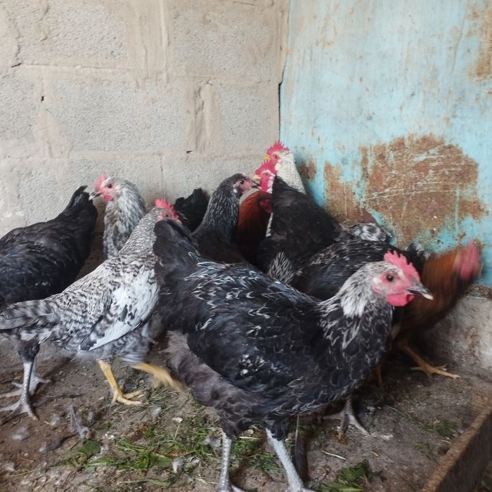 Продам куры домашние