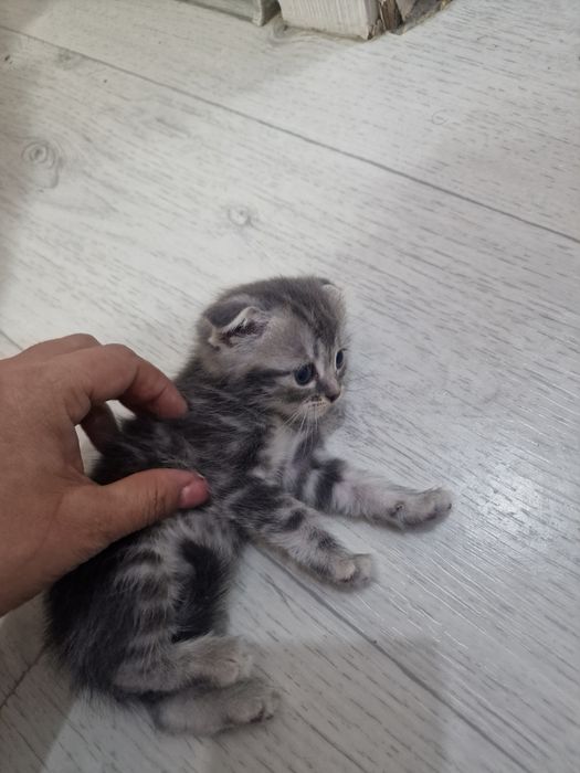 Вислоухий мальчик 1,5месяца