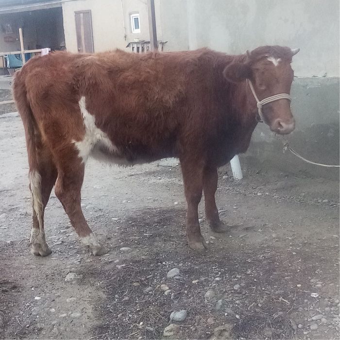 Сиыр сатылады. .