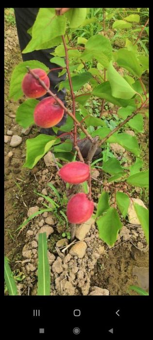 Koʻchatlar mevali daraxtlar xamassi