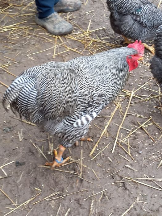 Ouă pentru incubat – Plymouth Rock Barat