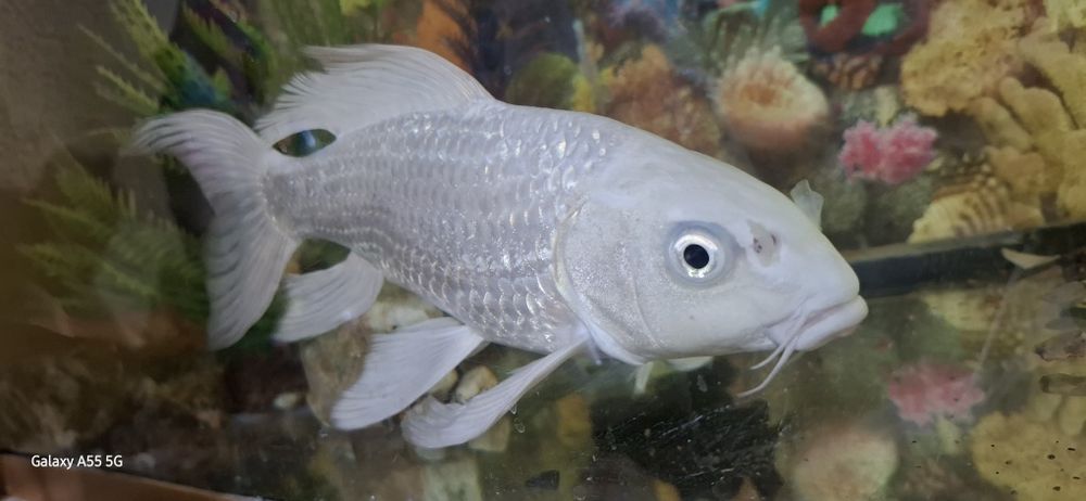 Аквариум ва Балаклари сотилади