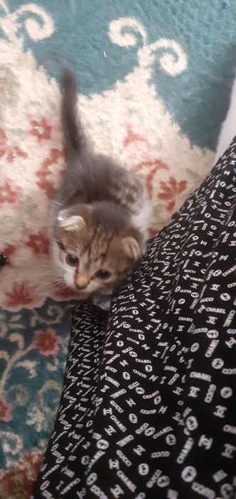 Продам котёнка шотландский вислоухий.