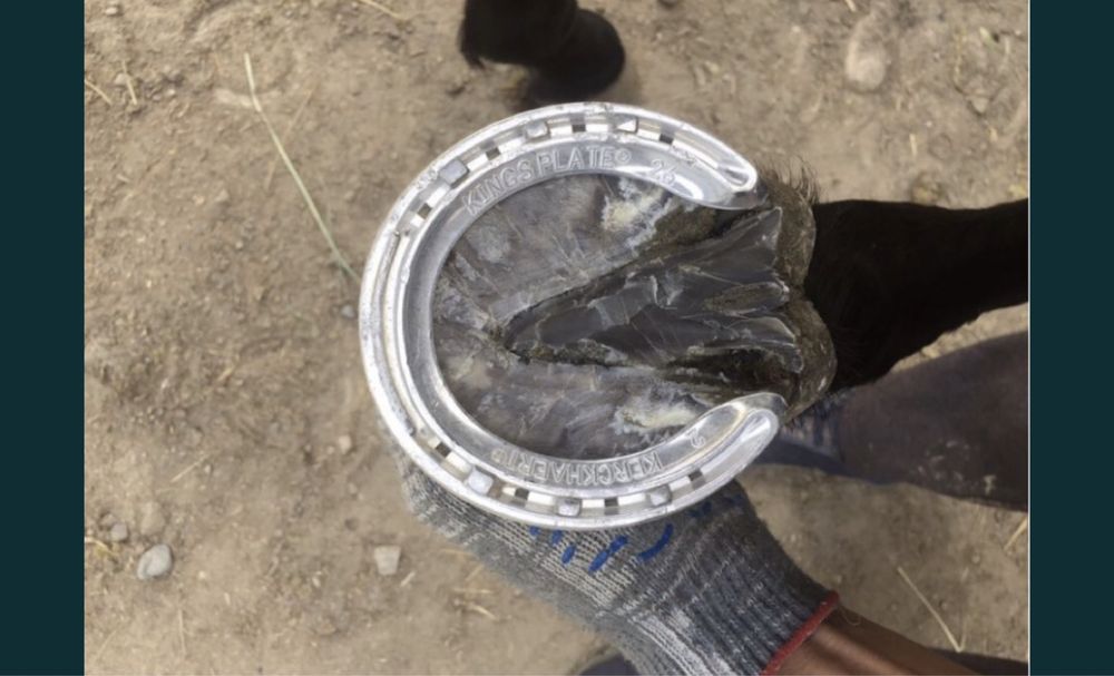 Ат тағалау тагашы коваль