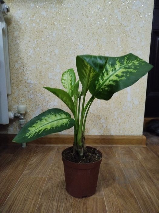 Диффенбахия цветы по 5000