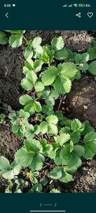 Продам клубника,