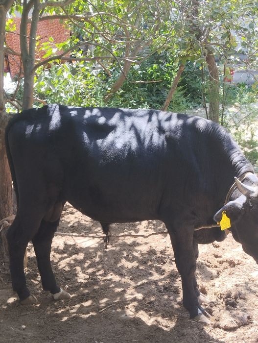 Buqalar sotiladi