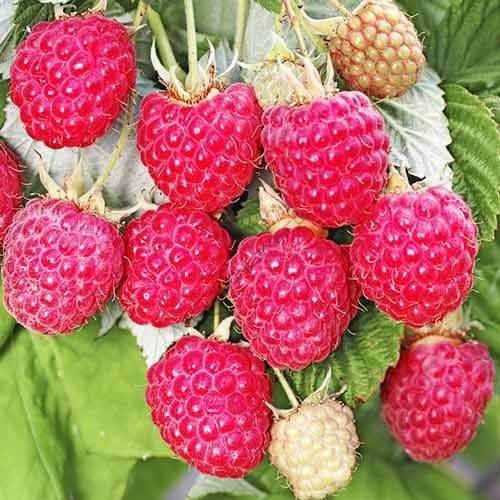 Малина кӯчатлар,Саженцы малины