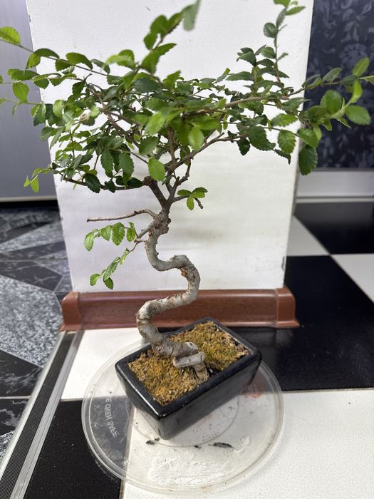 Продам бонсай китайский вяз!