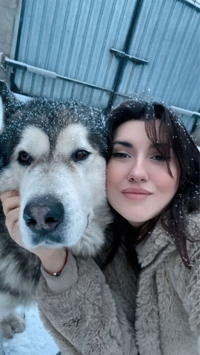 Аляскинский маламут вязка