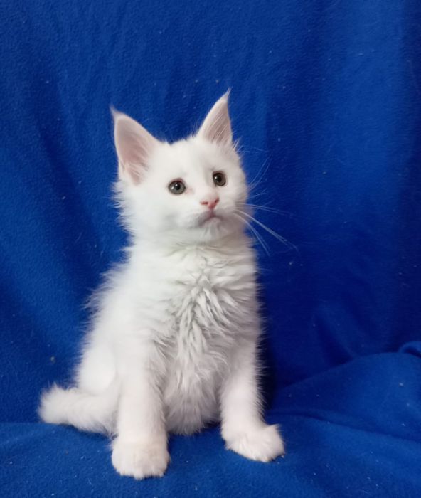 Мейн Кун котятки