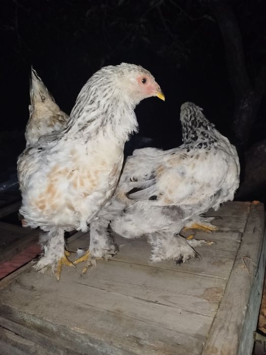 Продам или обменяю