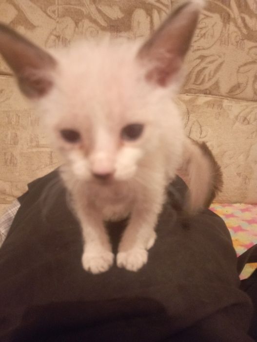 Котёнок мальчик полупородистый