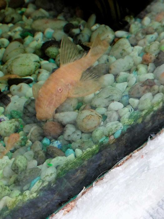 Продам самку анцитруса, 6-7 см