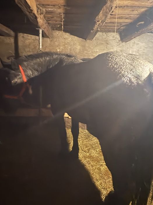 De vanzare manza de 3 ani