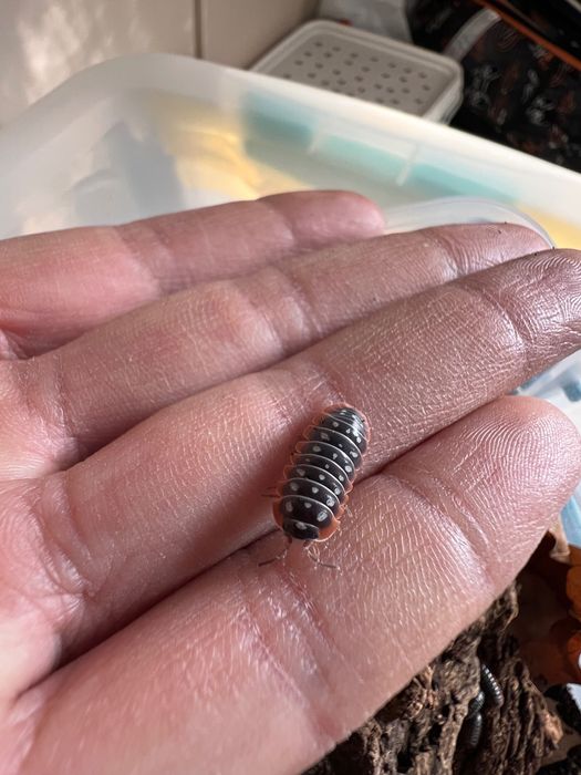 Изоподи Armadillidium Klugii “Montenegro”