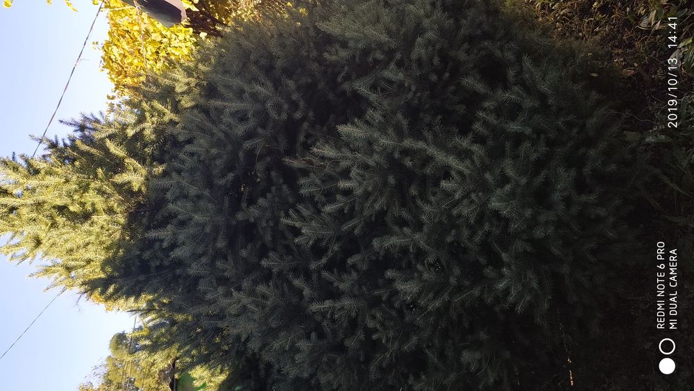 Ёлки ёлки ёлки ёлки