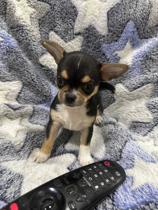 Продаётся мальчик Чихуахуа черного-подпалого окраса
