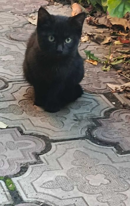 Котята, мальчик и девочка, бесплатно