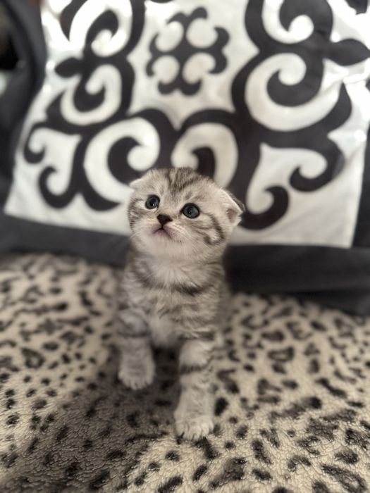 Чистокровные Шотландские котята