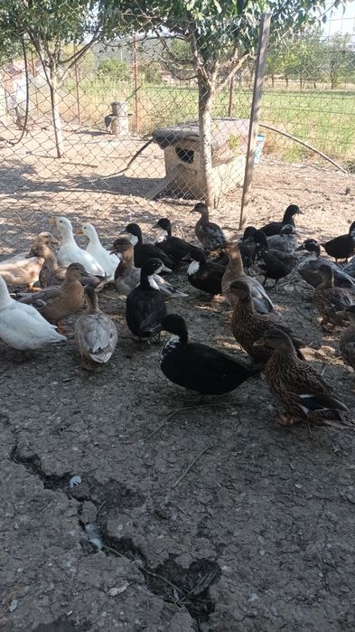 Rate pitica olandeza și gâște