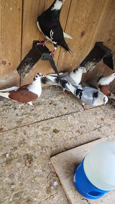 porumbei gălățeni de vânzare