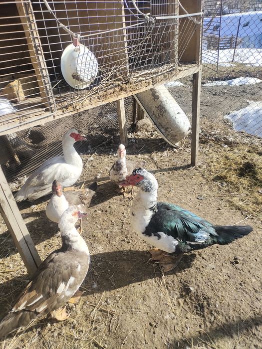 Продам селезня индаутки