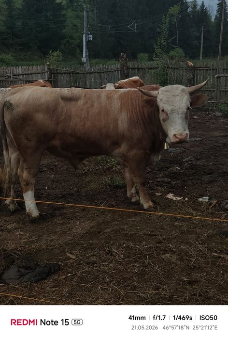 Vând Taur Simmental Rasă Pură – 2 ani, aprox. 650-700 kg, ideal pentru reproducție