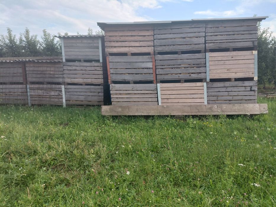 Vând grăunte! 1leu kg