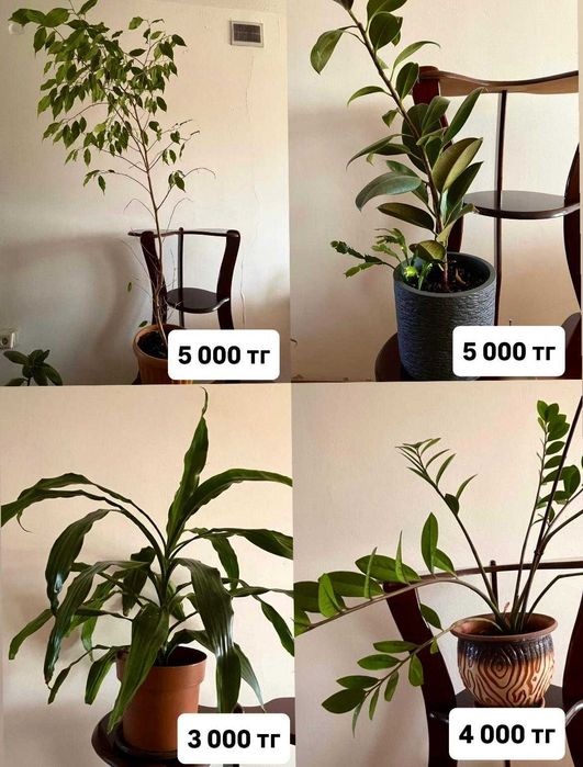 фикус бенджамина ,замиокулькас (долларовое дерево)