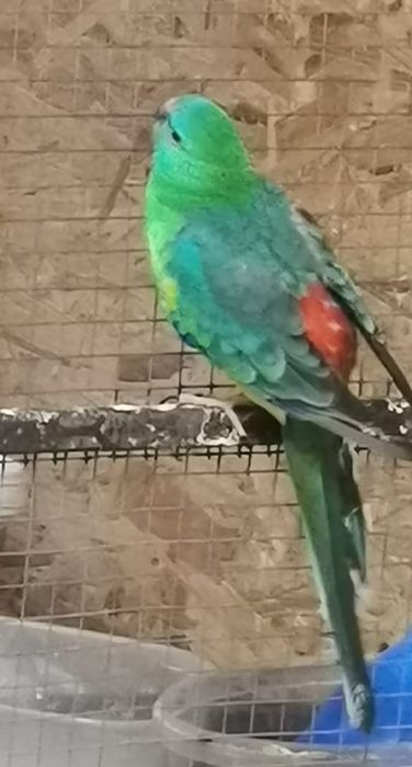 Papagali de vânzare