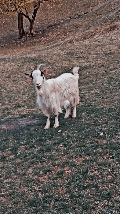 Vand 2 capre,una fatata si una trebuie sa fete