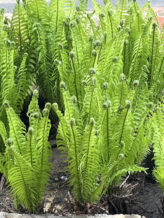 Продам папоротники