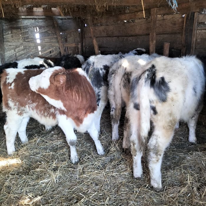 Vând viței înțărcați