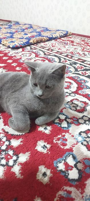 Вязкага берилади британские шиншила