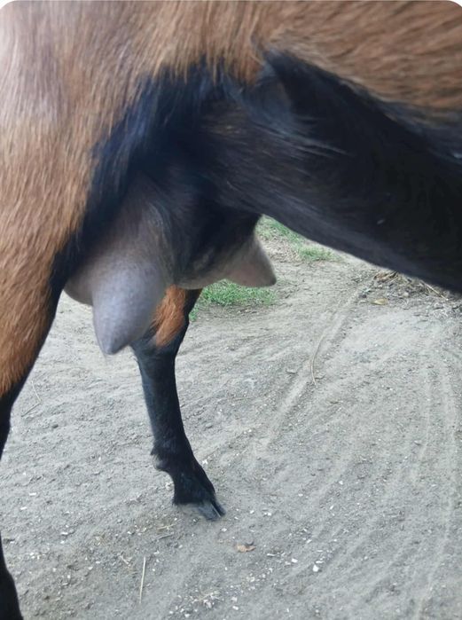 Capra alpina franceza cu ied