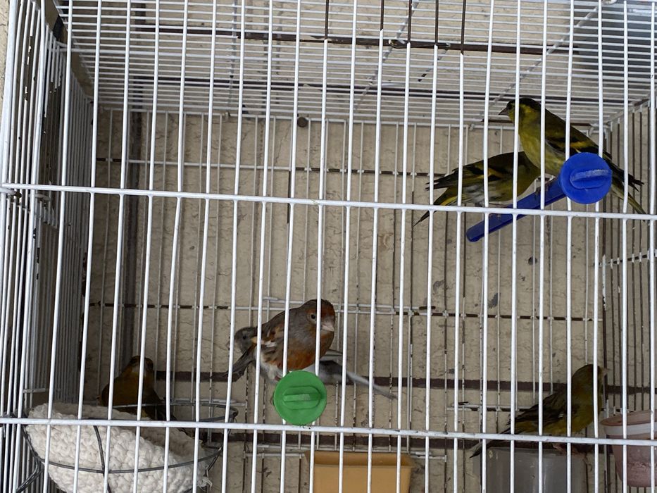 Канарейка чиж репел зеленушка