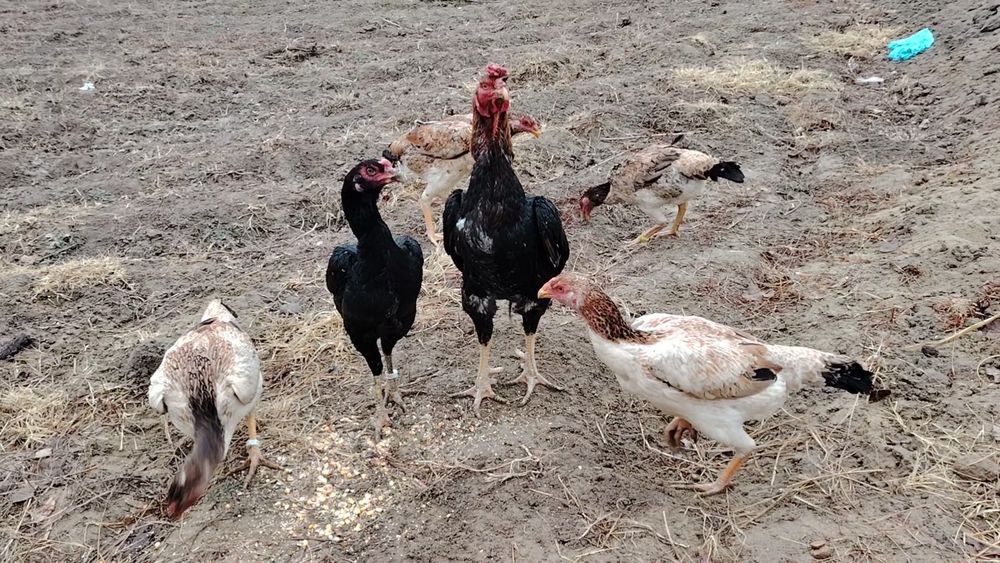 Mokyonlar sotiladi xurozi bilan