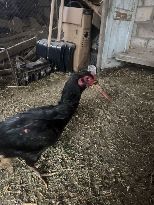 Декан тауык таза