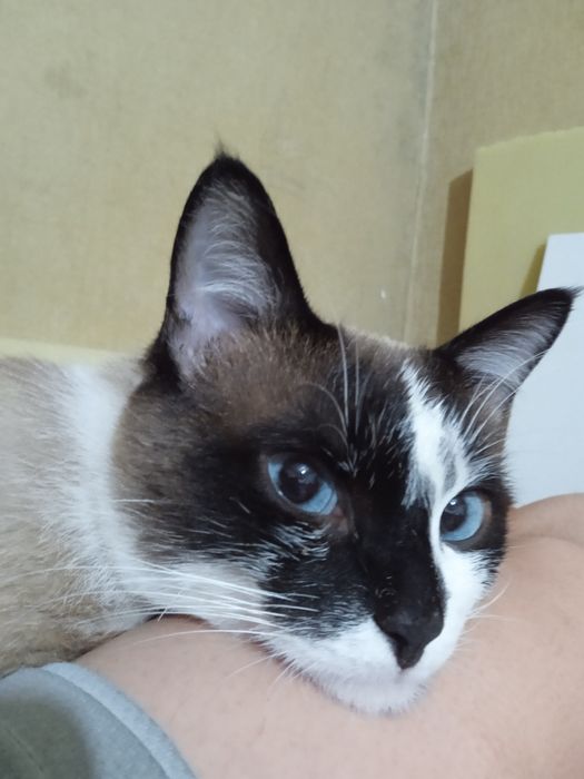 Мысык 2 жасар еркек