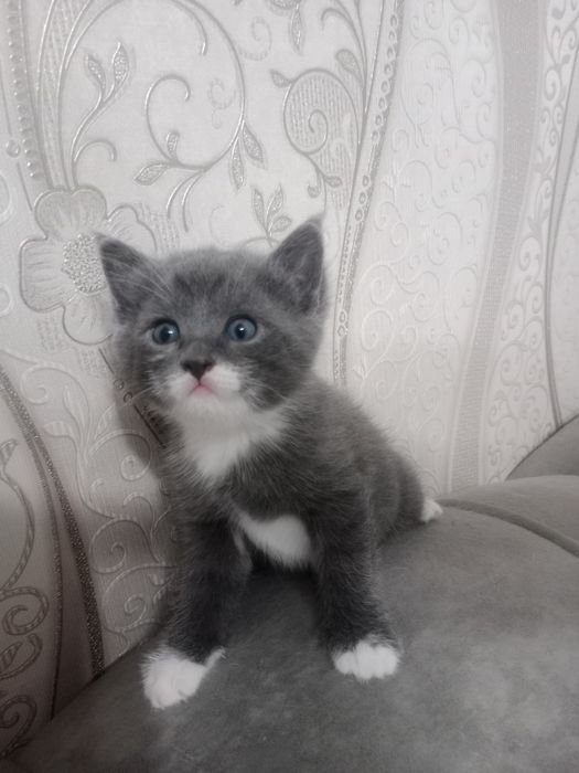 Котята.Отдам даром!