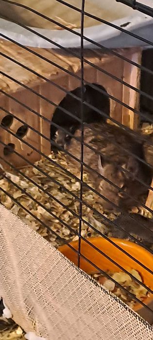 Veverite degu diferite varste