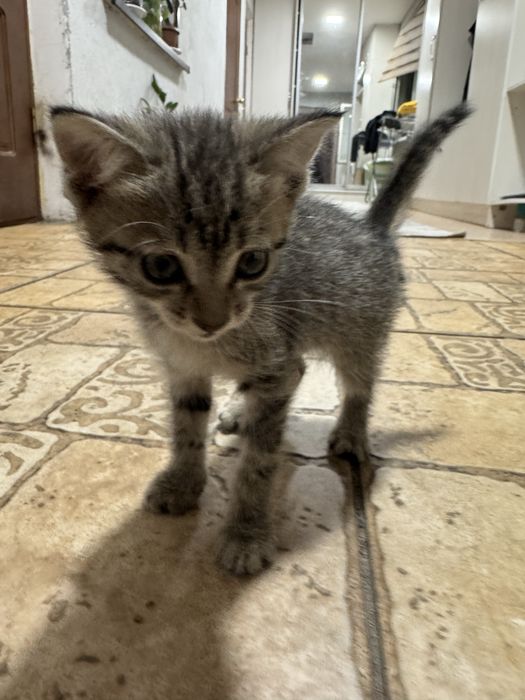 отдам котенка в хорошие руки