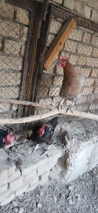 ПРОДАЁТСЯ 9 кур 1 петух
