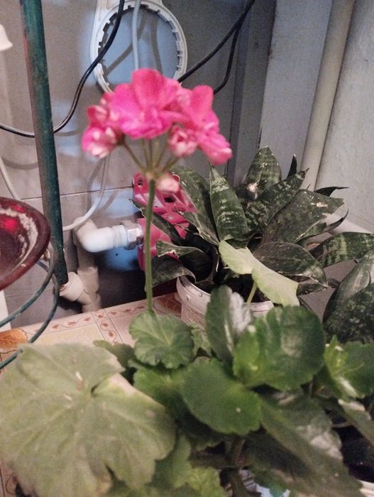 Цветы распродажа