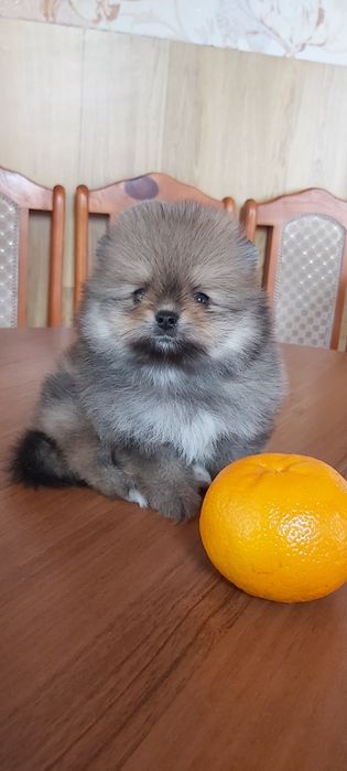 Шпицы мальчики и девочки