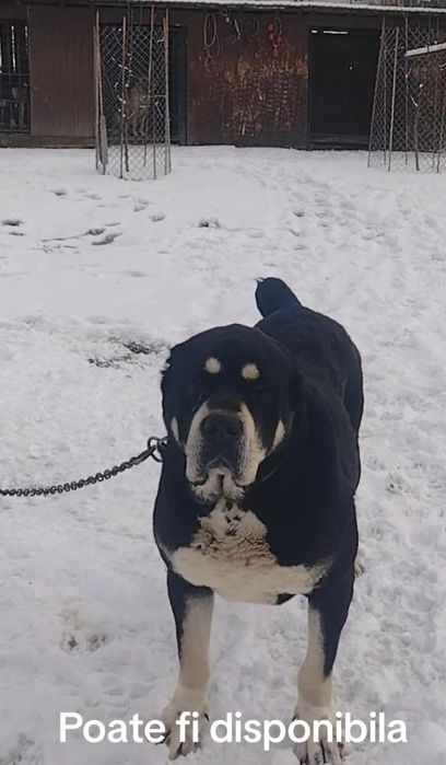 Ciobanesc de asia centrala