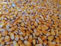 Царевица зърно, 600 кг