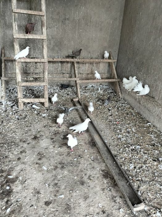 Кептер сатылады???